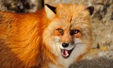 Red fox