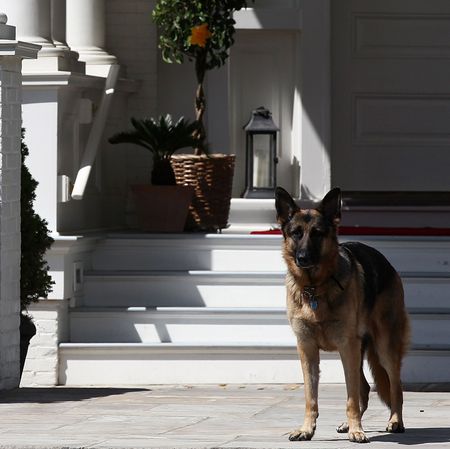 joe biden dog champ