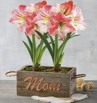 Best Mother s Day flowers 2022   today s top deals - 18