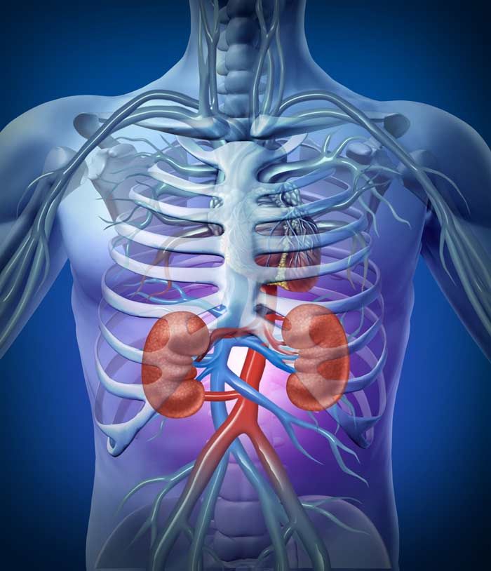 Human kidneys and circulation with a skeleton medical diagram