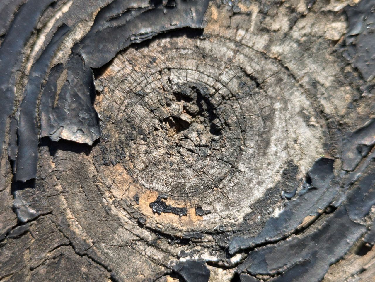 Google Pixel 8a macro sample.