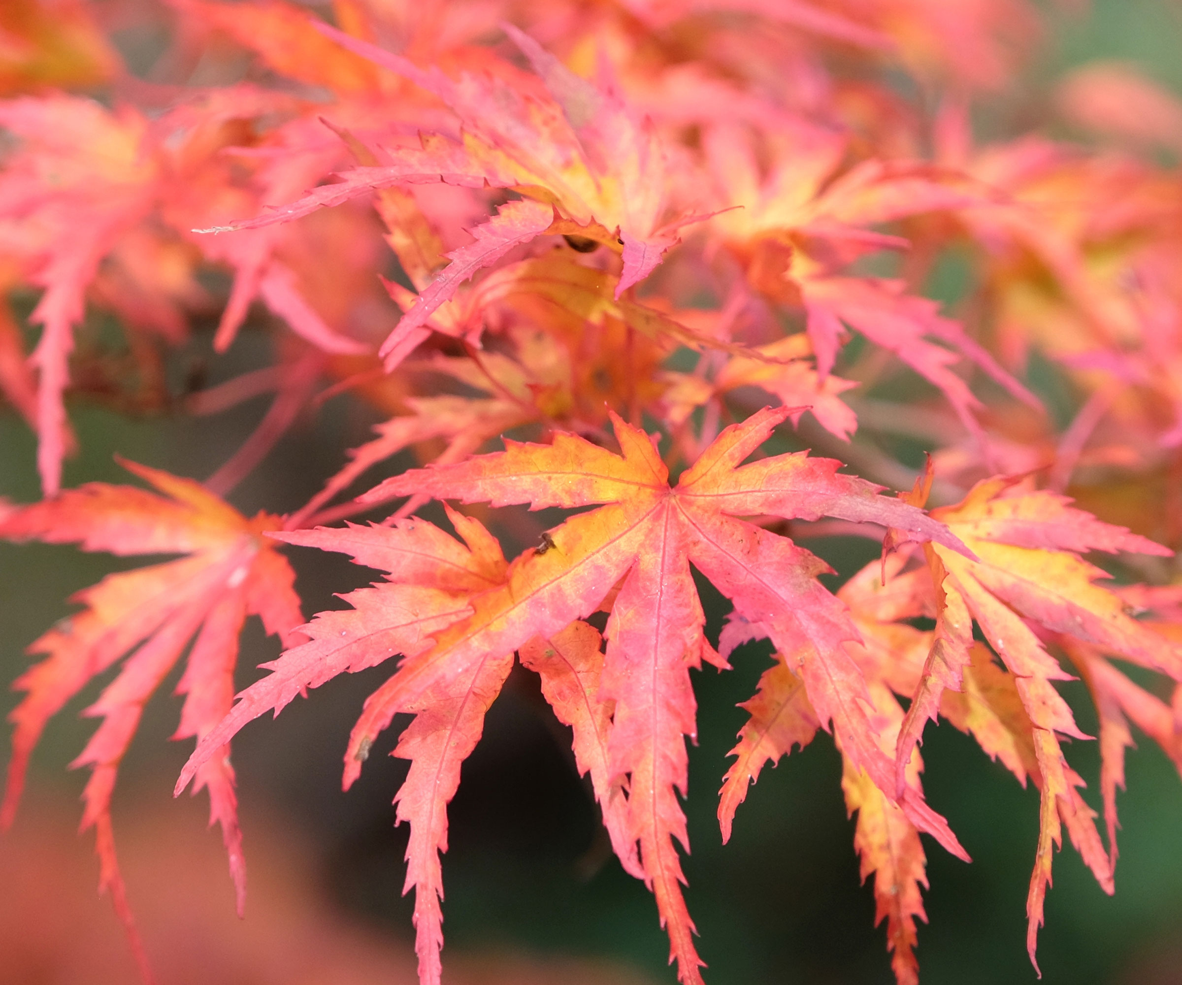 Japanese maple with red and gold foliage