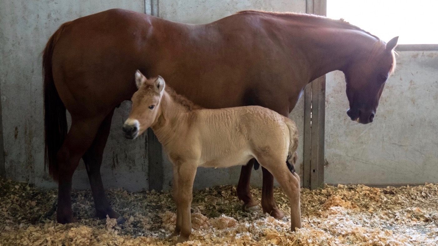 Przewalkski_Foal-Mare_082820.jpg