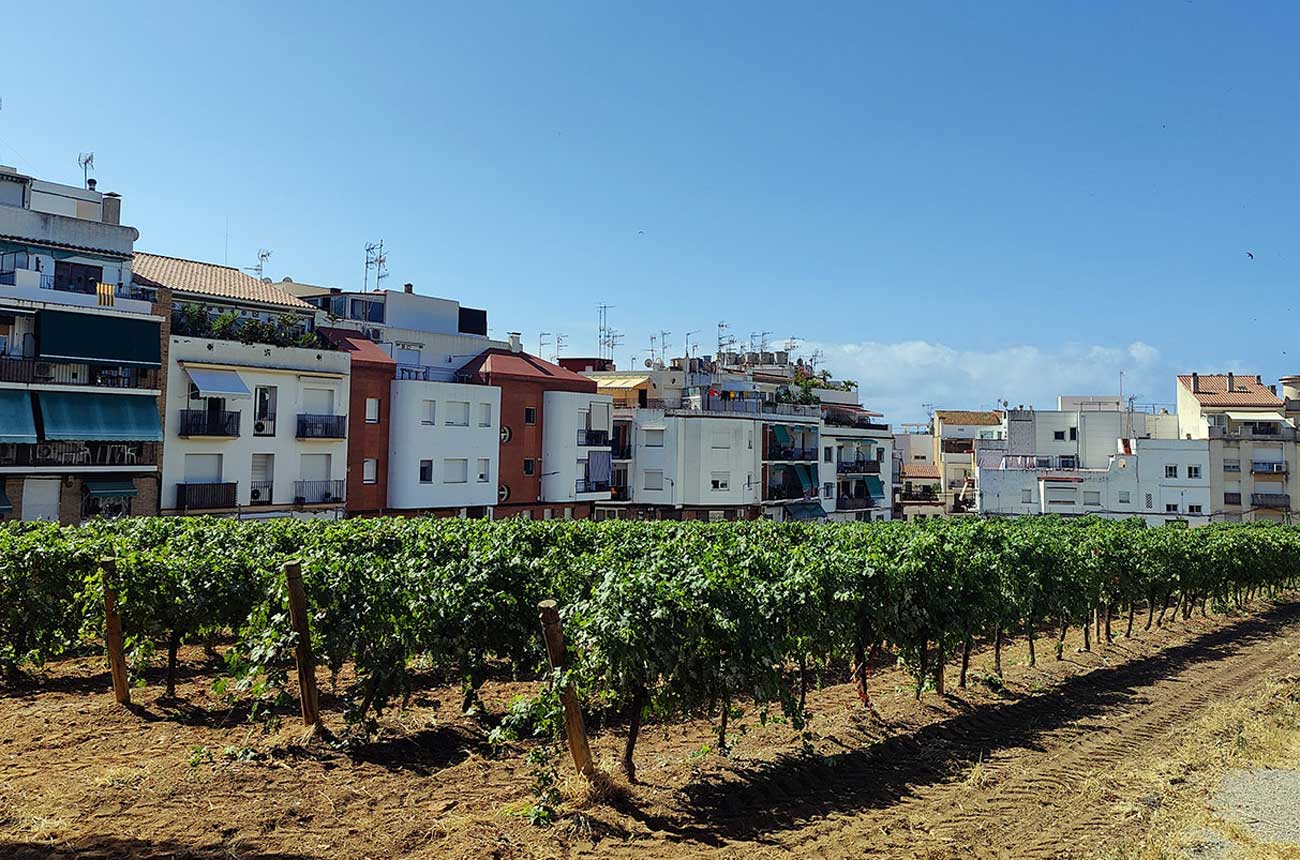 Vineyard of L&rsquo;Hospital de Sitges, Catalunya