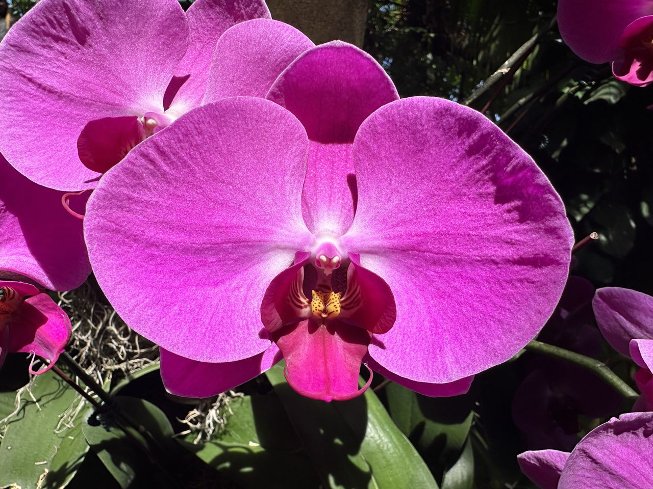 Flower photos taken by the Apple iPhone 14 Pro
