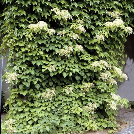 Brighter Blooms - Climbing Hydrangea, 1 Quart - No Shipping to Ak, Az, Hi