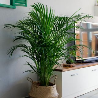 Areca palm (Dypsis Lutescens) in a wicker basket