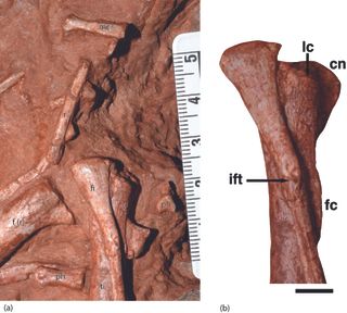 dinosaur embryo