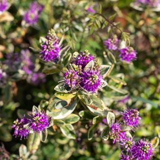 Purple flowering hebe plant in garden