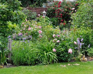 An informal perennial border with roses and peonies