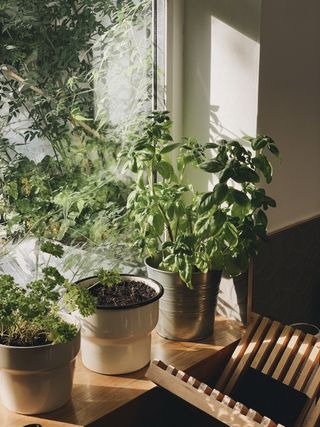 A window sill with herbs in aluminum pots