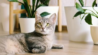 Do indoor plants purify air? Image shows cat with house plants
