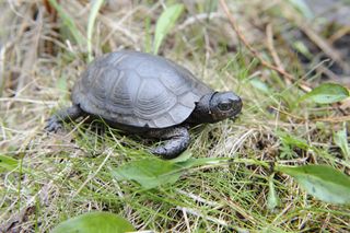 World's Smallest Turtle! 