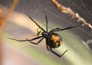 A female redback spider (the large one) has just killed her male suitor after one session of sex, as the male didn't meet her courtship demands.