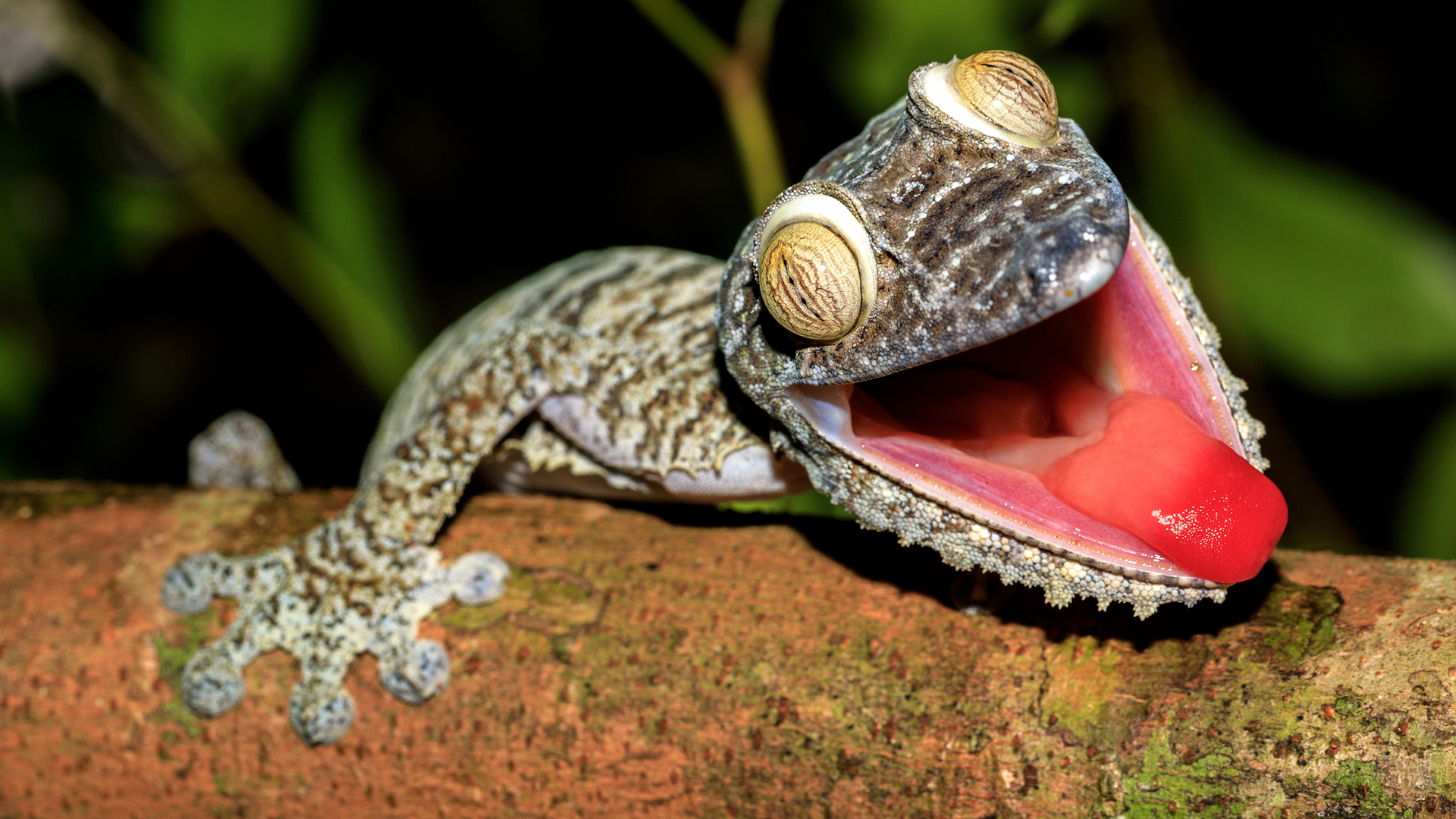 Giant leaf-tailed geckos