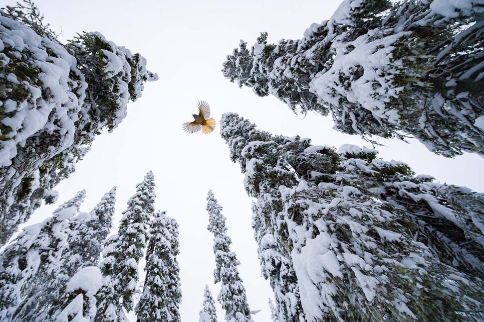 "Khu rừng của chú chim giẻ cùi Siberia" (Forest of the Siberian jay) chụp bởi Lasse Kurkela, giành chiến thắng hạng mục Nhiếp ảnh gia Trẻ nhóm tuổi 15-17 Nhiếp ảnh gia của năm về Đời sống hoang dã