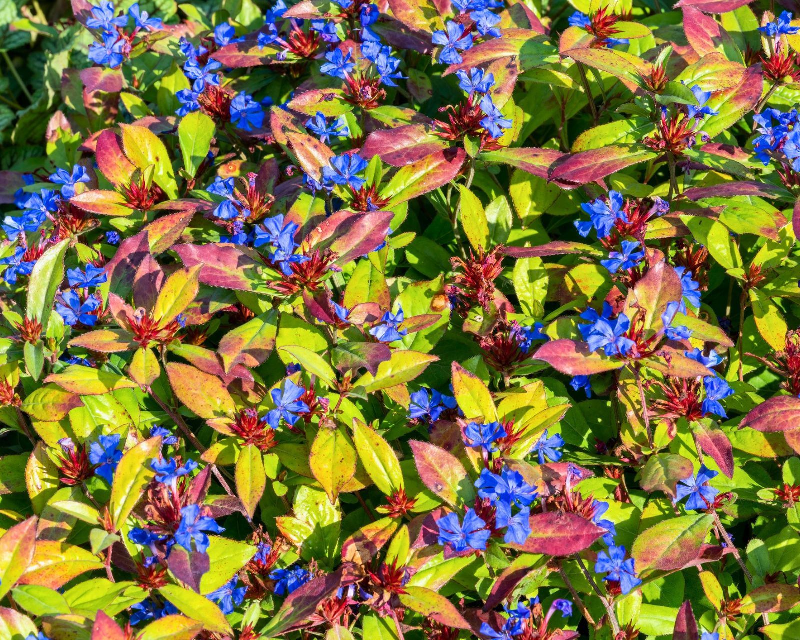 Ceratostigma plumbaginoides (Blue Leadwood)