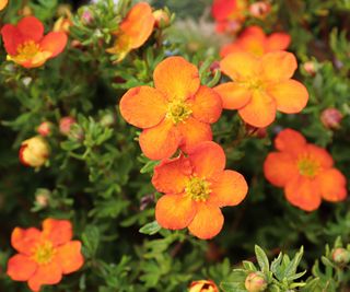 orange potentilla in full bloom