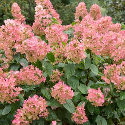 Quick Fire hydrangea plant in full bloom