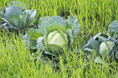 Cabbage Growing In Grassy Area