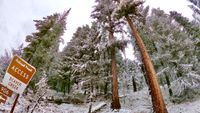A series of snow covered pine trees with a sign in front of the trees.