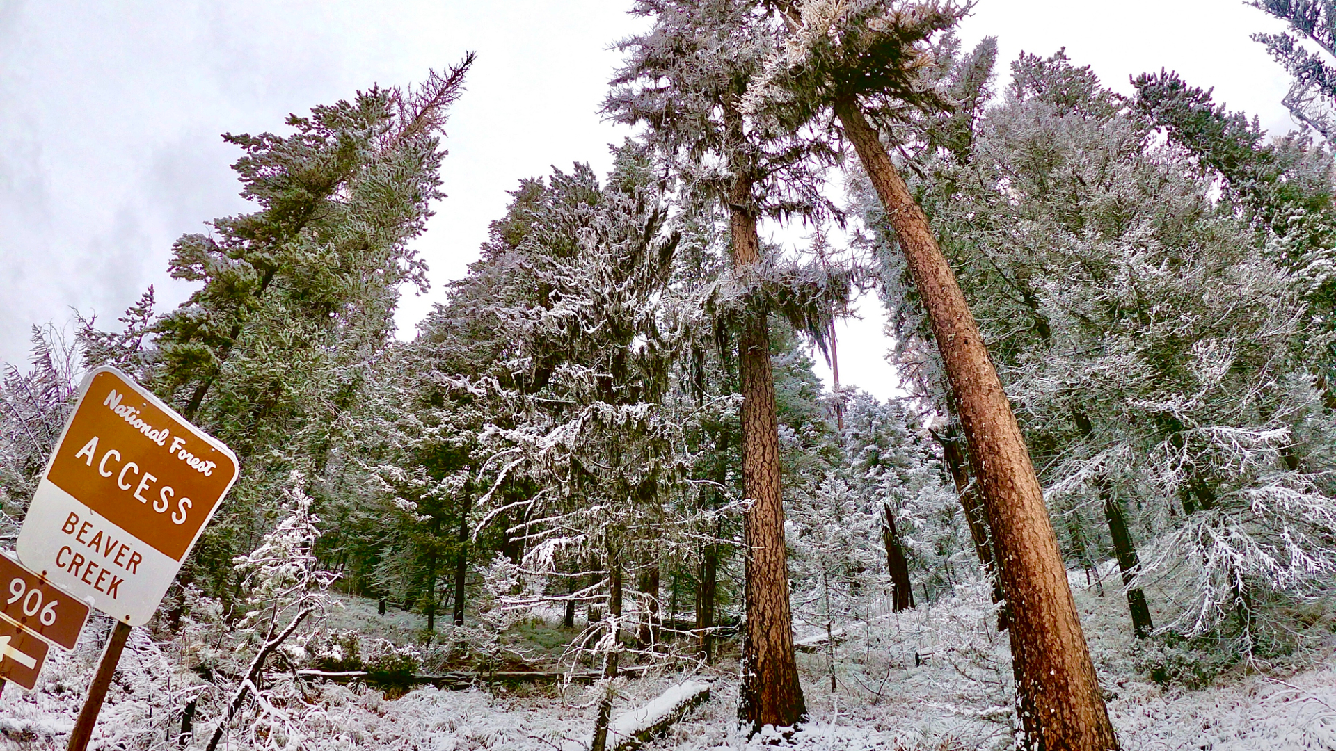 A series of snow covered pine trees with a sign in front of the trees.