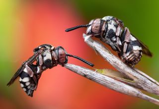 Two sleeping black-thighed Cellophane-cuckoo bees resting on a plant