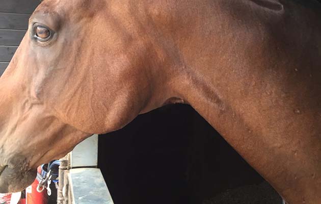 Mysterious swellings on a horse's head