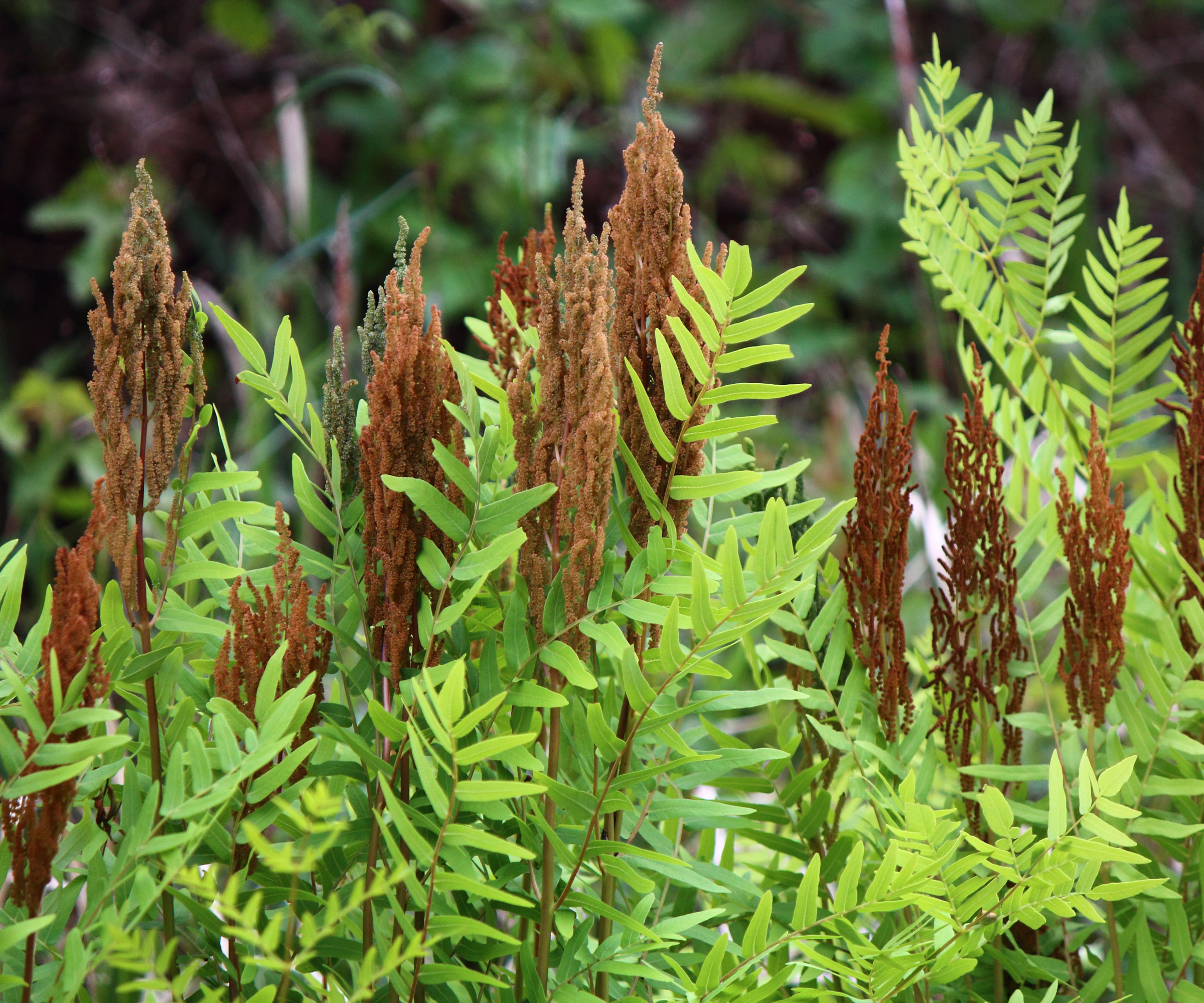 cinnamon fern in garden