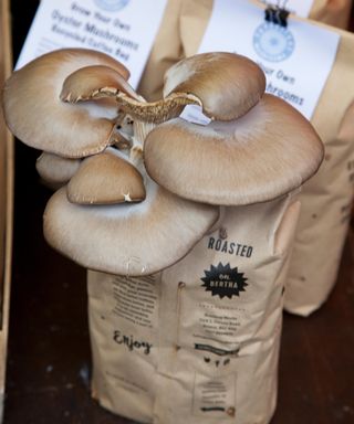mushrooms oyster fungi growing on a bag of coffee grounds