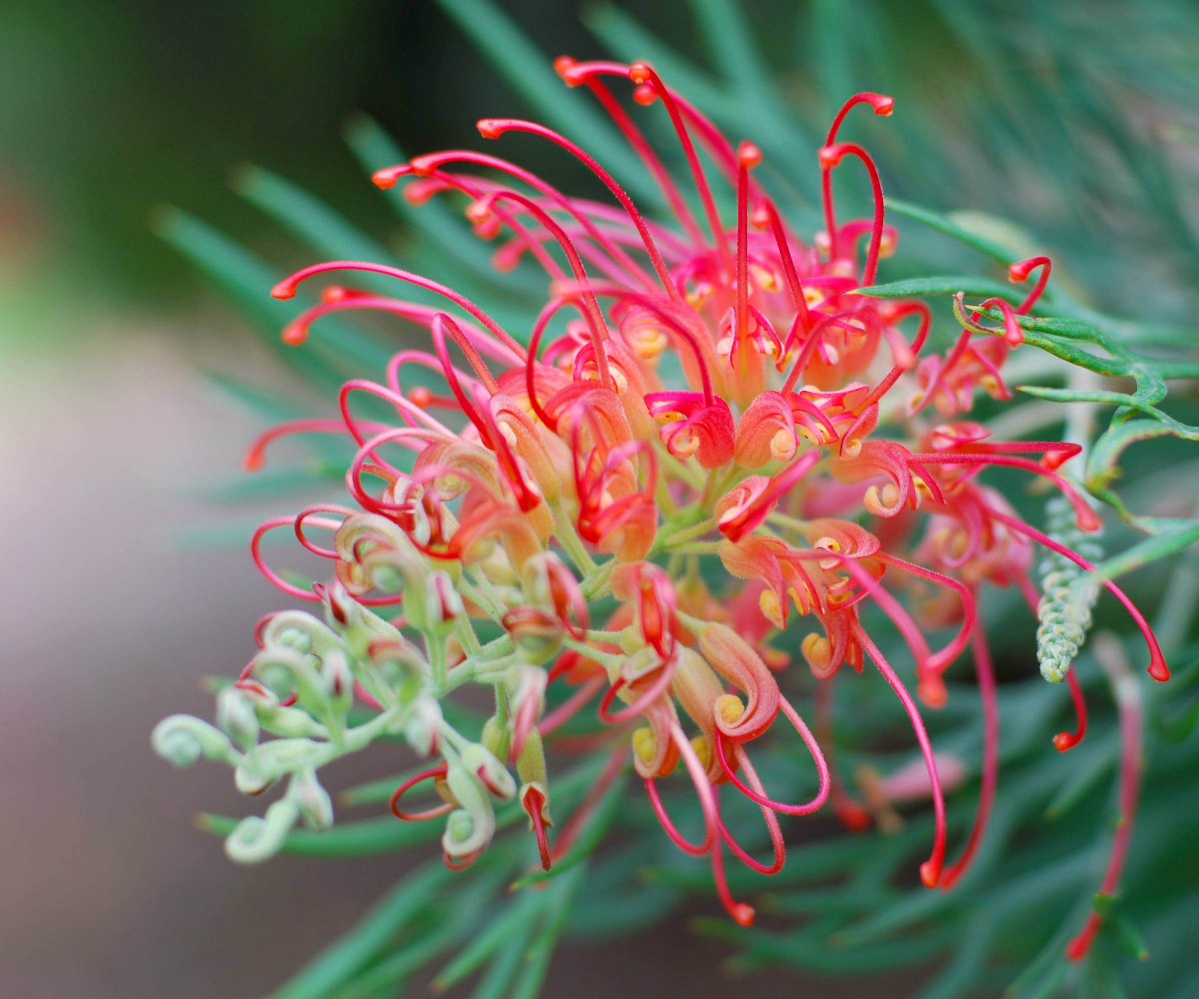 Red grevillea flower close-up