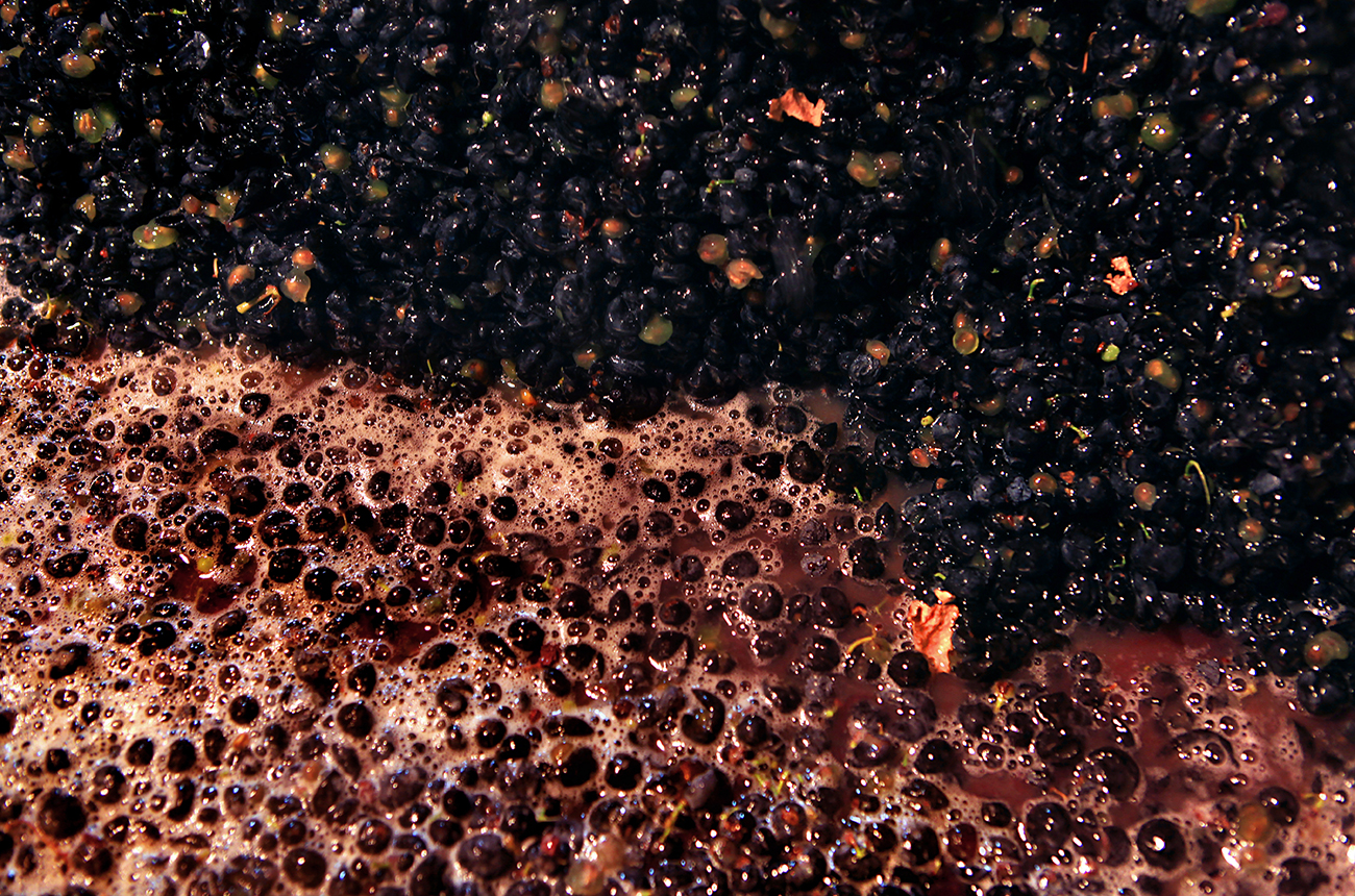 Fermenting red grapes, maceration