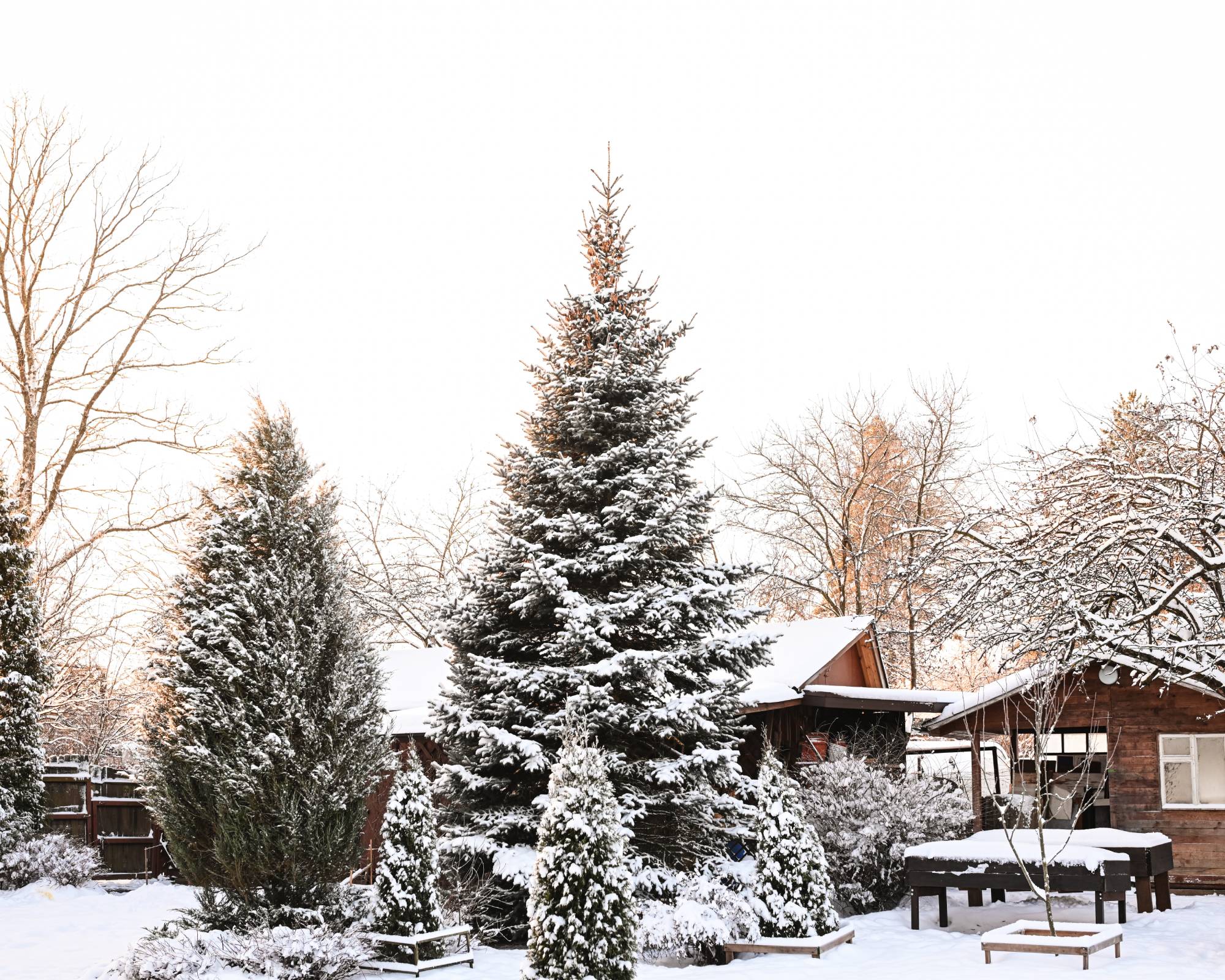 Spruce trees in snow in yard