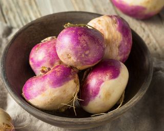 Purple Top Milan early turnips freshly harvested