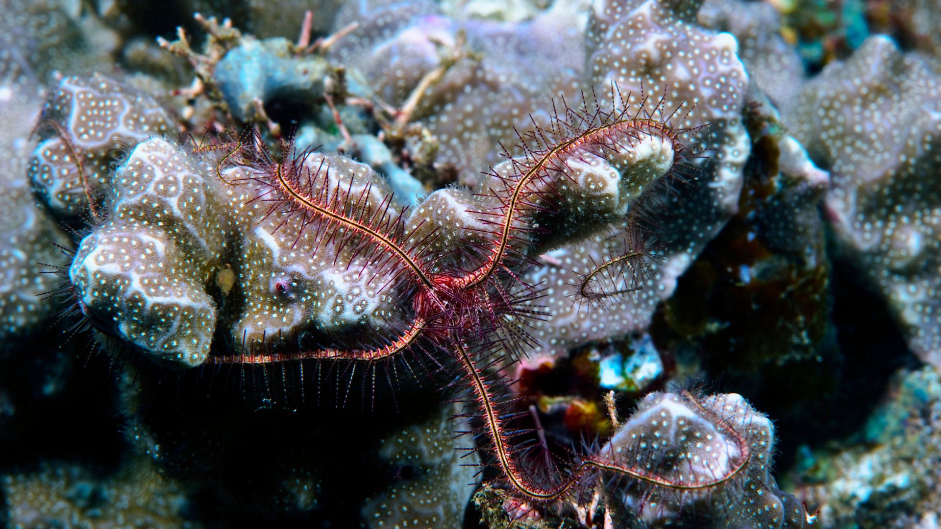 Serpent Starfish