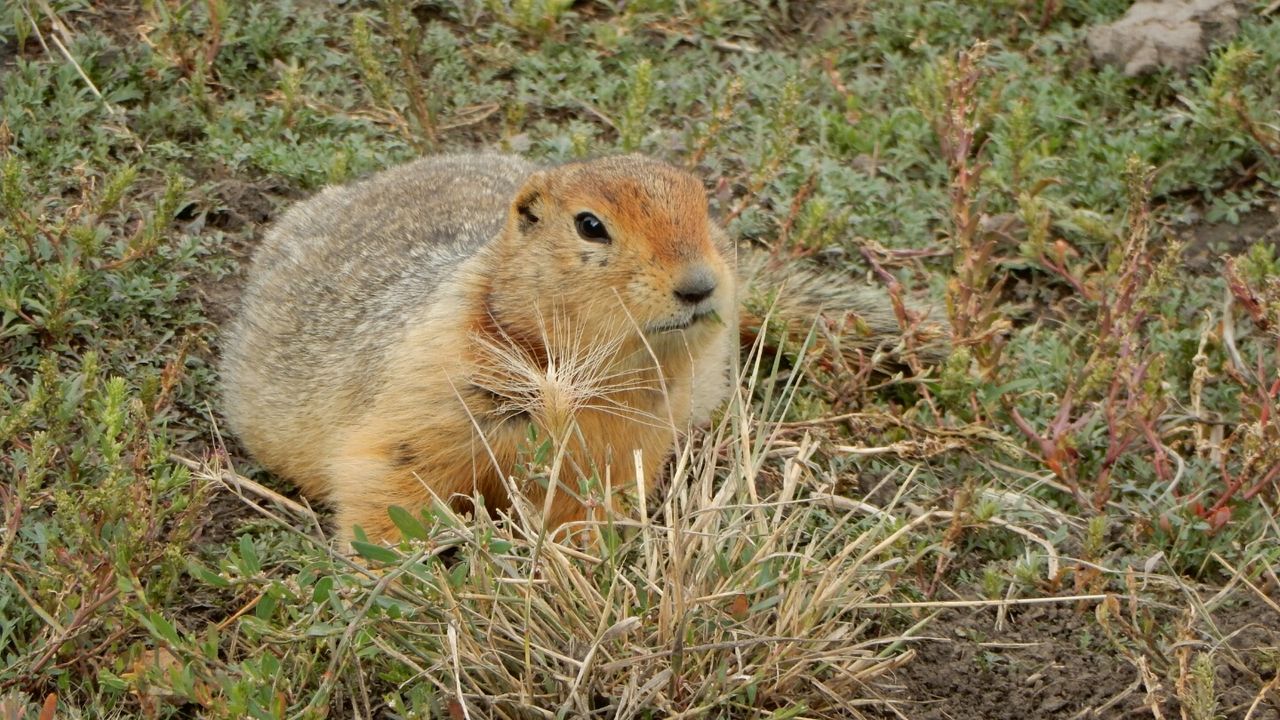  Ancient squirrel poop from Arctic permafrost contains DNA from mammoths, bison, horses and big cats 