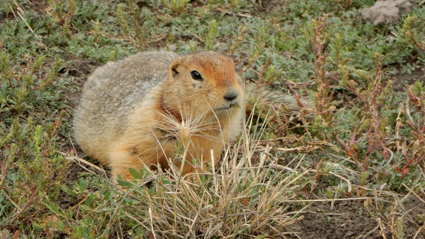 Ancient squirrel poop from Arctic permafrost contains DNA from mammoths, bison, horses and big cats Ancient squirrel poop from Arctic permafrost contains DNA from mammoths, bison, horses and big cats