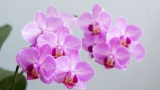 Pink orchid flowers