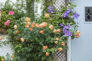 cottage garden roses and clematis around back door