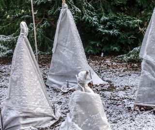 Plants covered with frost cloth in winter