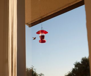 A hummingbird arriving at a hummingbird feeder