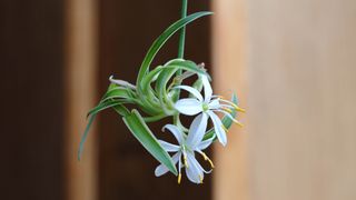The flower of a spider plant