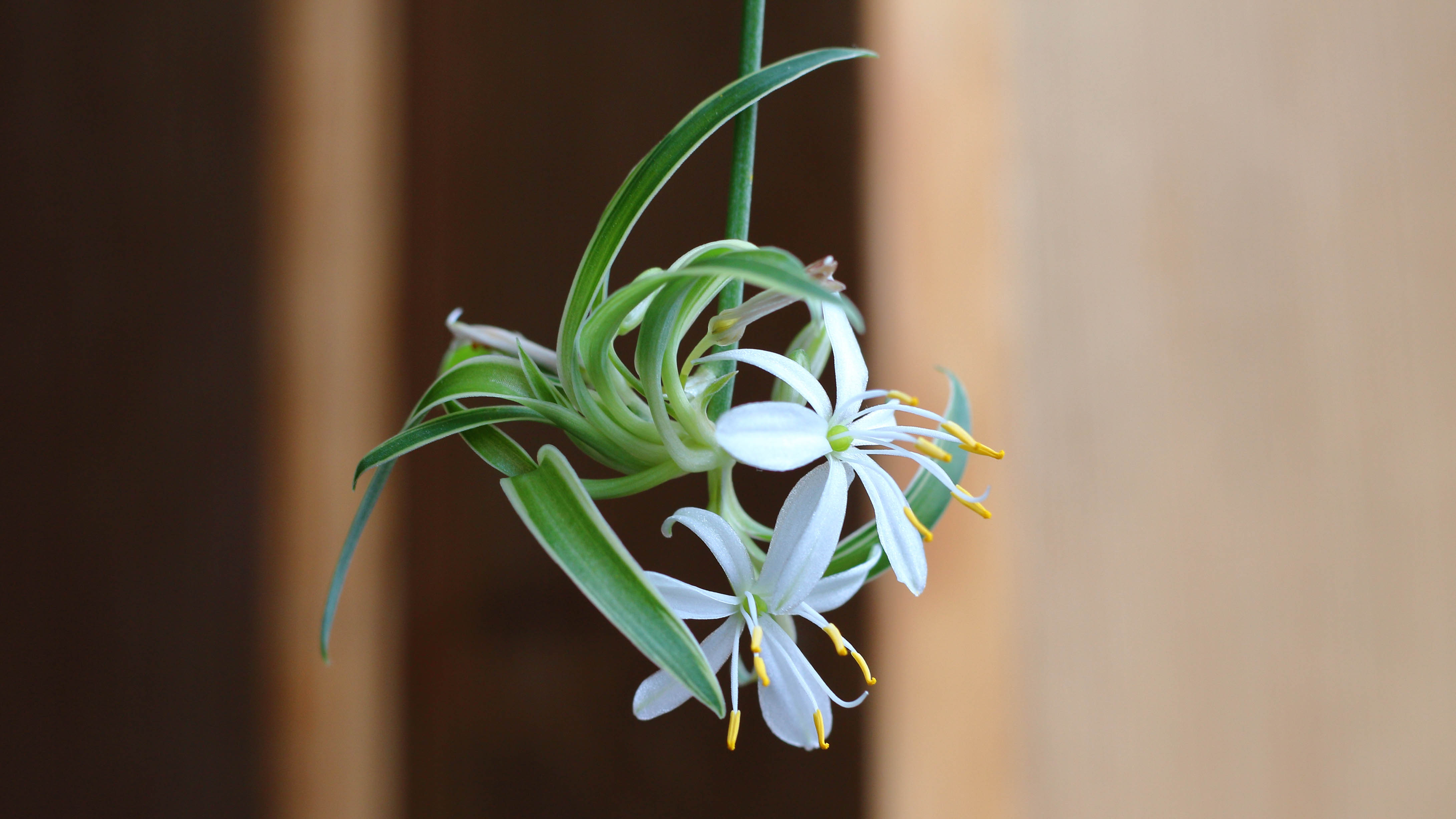 A flor de uma planta de aranha