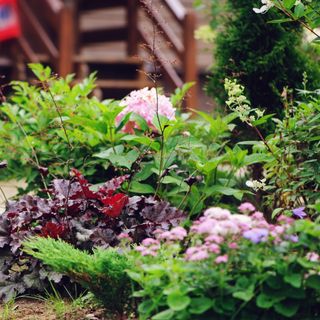 Coral bells and other perennials in garden pot