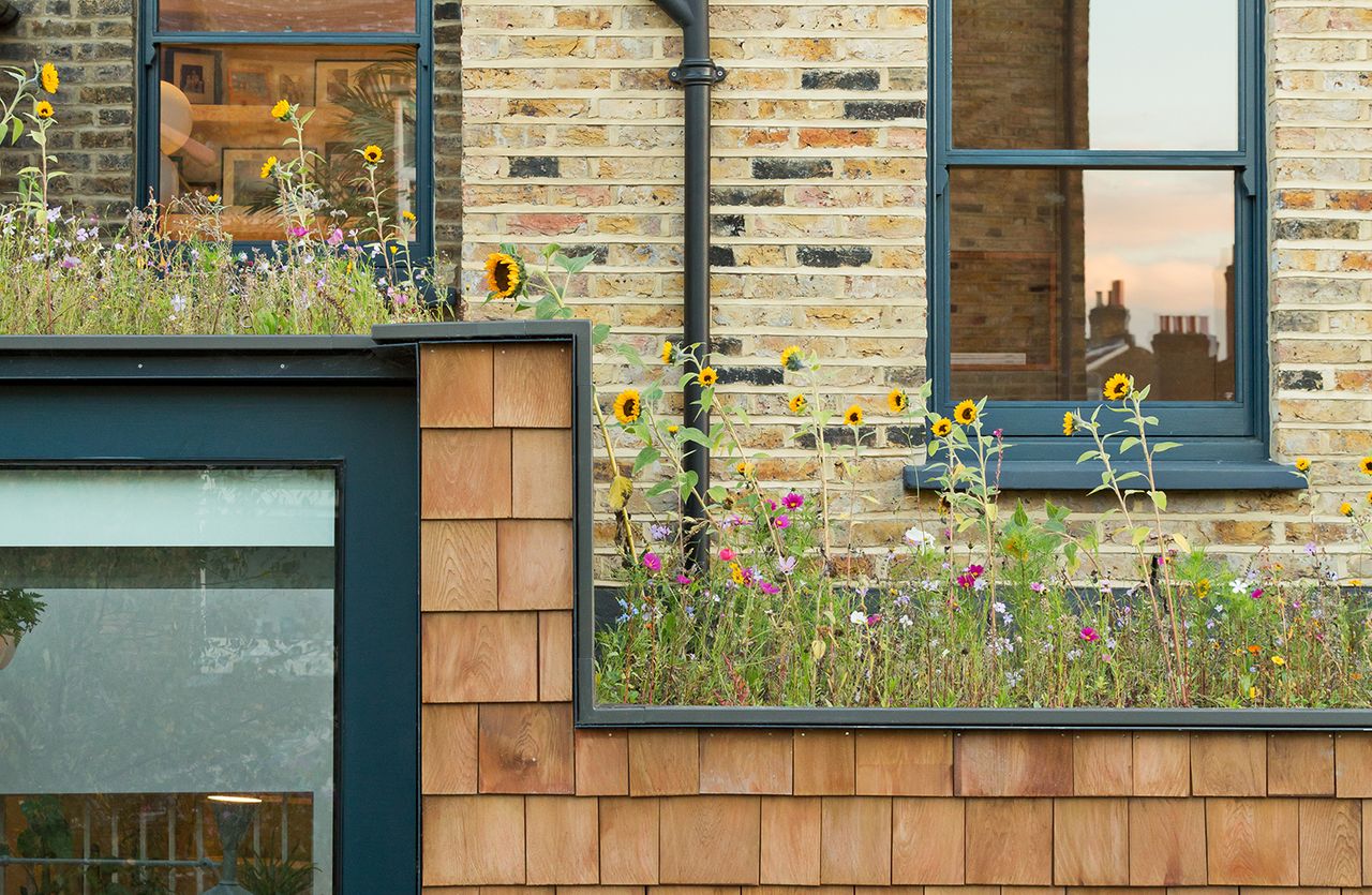 green roof a flower garden on the roof of an urban home