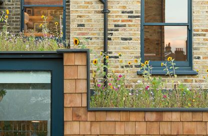 green roof a flower garden on the roof of an urban home