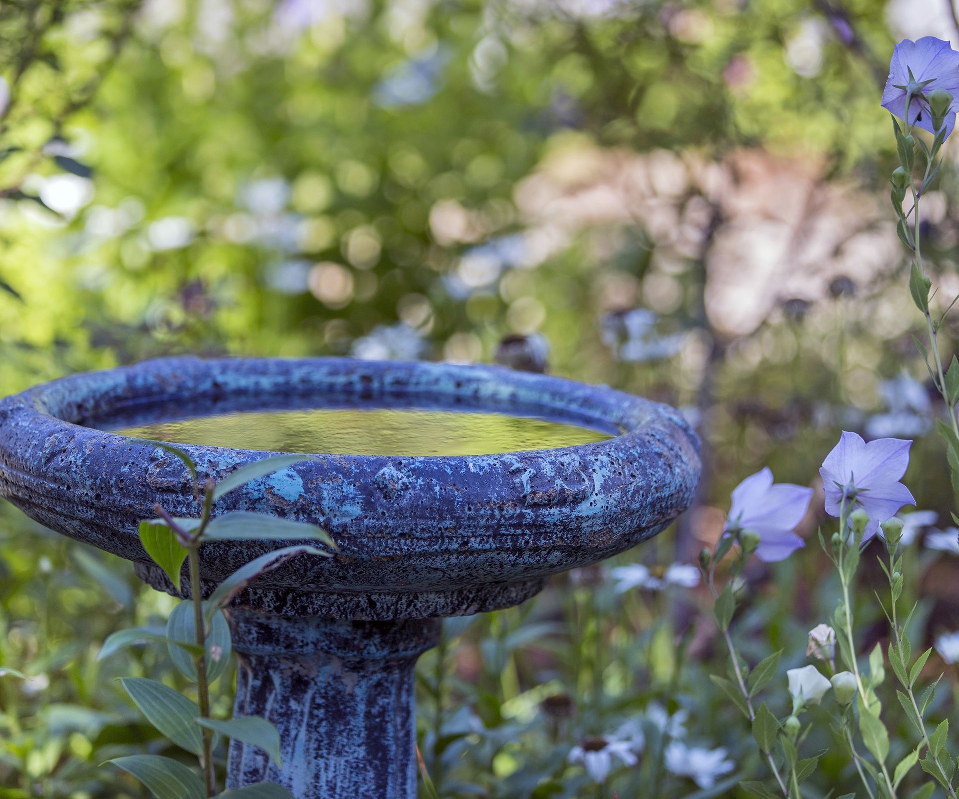 How to clean a bird bath – and why it's essential to keep on top of this simple task 2 A stone bird bath with a blueish hue