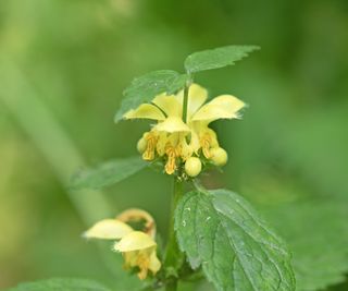 Yellow archangel plant with green leaves and yellow petals