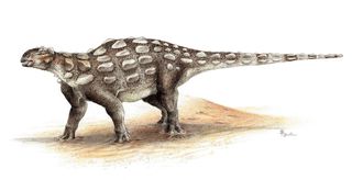 An illustration of Gobisaurus, an ankylosaur with a stiff tail but no knob of bone at the end.