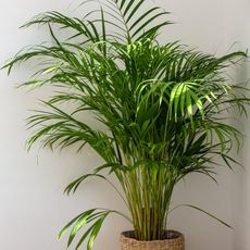 A potted areca palm against a white wall